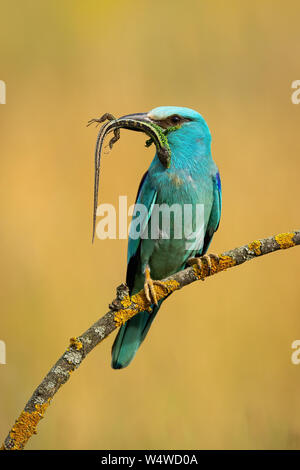 Front view of european roller sitting on perch holding prey in beak in summer Stock Photo