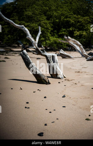 Petrified wood on a sandy beach on the Big Island of Hawaii Stock Photo