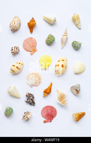 Composition of exotic sea shells on white background. Stock Photo