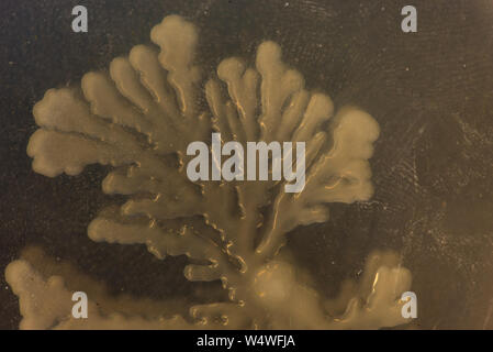 Colony of soil bacteria on an agar plate with rhizoid form Stock Photo ...