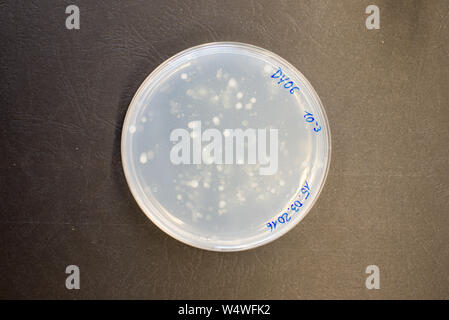 Bacteria colonies on agar plate in a research laboratory