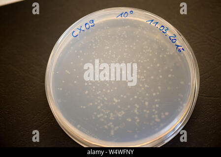 Bacteria colonies on agar plate in a research laboratory