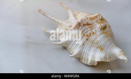 Closeup shot of a decorative seashell on a white marble background Stock Photo