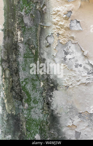 Rain water on the wall causing mold and peeling paint. Stock Photo