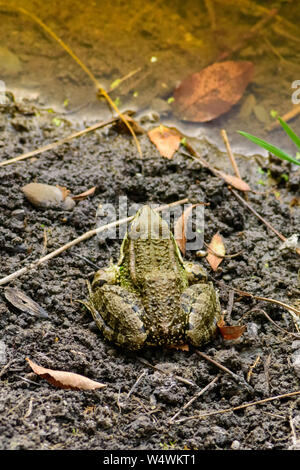 Common frog of Sardinia, present in the ponds in the summer. Its natural habitats are temperate forests, temperate shrubland, rivers, intermittent riv Stock Photo