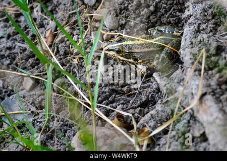 Common frog of Sardinia, present in the ponds in the summer. Its natural habitats are temperate forests, temperate shrubland, rivers, intermittent riv Stock Photo