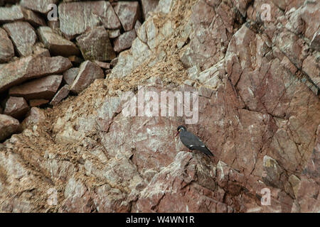 Inca Terns on a rocky island of Islas Ballestas, Peru. Stock Photo