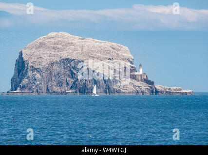 Sailing yacht by Bass Rock with mass of gannets flying on sunny Summer day, Firth of Forth, Scotland, UK Stock Photo