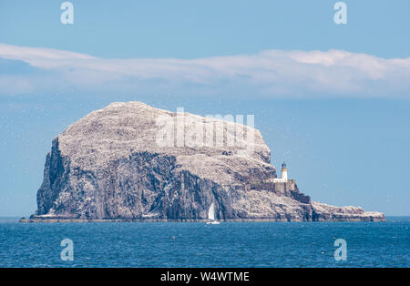 Sailing yacht by Bass Rock with mass of gannets flying on sunny Summer day, Firth of Forth, Scotland, UK Stock Photo