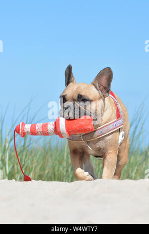 Small fawn French Bulldog dog with nautical harness wearing a big lighthouse dog toy in muzzle in sand dunes with grass on beach Stock Photo