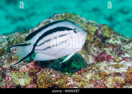 Lamarck's Angelfish [Genicanthus larmarck].  West Papua, Indonesia.  Indo-West Pacific. Stock Photo