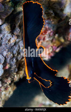 Juvenile Pinnate Batfish [Platax pinnatus].  West Papua, Indonesia.  Indo-West Pacific. Stock Photo