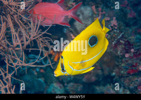 Bennet's butterflyfish or Bluelashed butterflyfish [Chaetodon bennetti].  North Sulawesi, Indonesia. Stock Photo