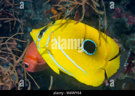 Bennet's butterflyfish or Bluelashed butterflyfish [Chaetodon bennetti].  North Sulawesi, Indonesia. Stock Photo