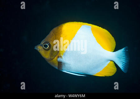 Pyramid butterflyfish [Hemitaurichthys polylepis}.  North Sulawesi, Indonesia. Stock Photo