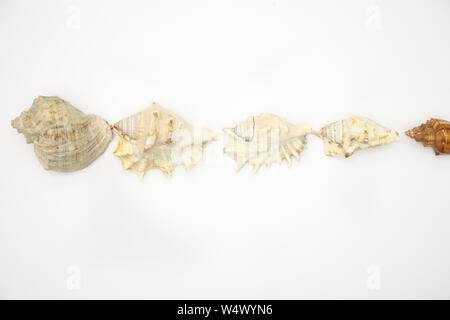 Seashells on the white background Stock Photo