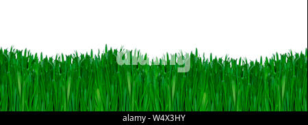 Vibrant Green Grass isolated on white background, fresh green grass side view Stock Photo