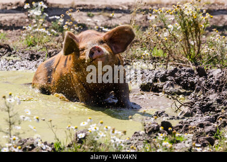 ZSL Whipsnade Zoo, Bedfordshire. 25th July 2019. UK Weather: Animals splash around in the water to cool down at ZSL Whipsnade Zoo.Record breaking heatwave, with temperatures of up to 39 degrees have been recorded across the UK.  Gloucester old spot piglet cools off in a mud bath in Hullabazoo, ZSL Whipsnade Zoo, UK Credit: Chris Aubrey/Alamy Live News Stock Photo
