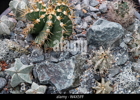 Various green cacti plants. Decorative small cacti of different types decorated with stones. Plants background Stock Photo