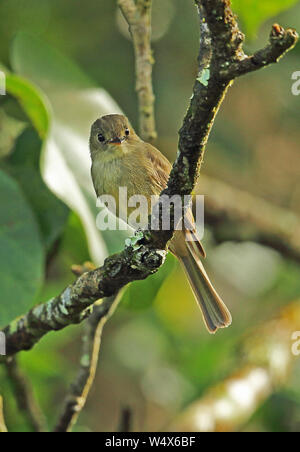 Jamaican Pewee (Contopus pallidus) adult perched on branch  Marshall's Pen, Jamaica       December Stock Photo