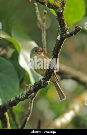 Jamaican Pewee (Contopus pallidus) adult perched on branch calling  Marshall's Pen, Jamaica       December Stock Photo