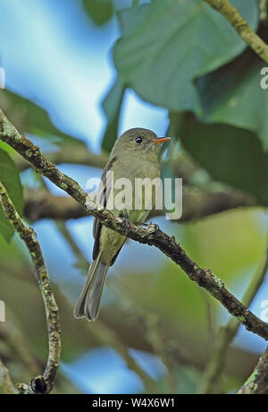 Jamaican Pewee (Contopus pallidus) adult perched on branch  Marshall's Pen, Jamaica       December Stock Photo