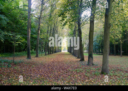 alley for some superb walks. Versailles. Stock Photo