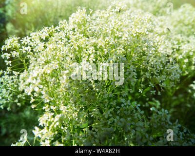 Hoary pepperwort (Cardaria draba) is Medicinal herbs as antiscorbutic remedies, average flow of the Volga river Stock Photo