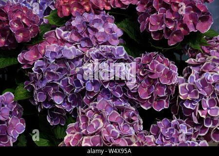 Beautiful flowering hydrangea bushes with beautiful multicolored flowers. Purple, pink, green and blue Hydrangea flower Hydrangea macrophylla blooming Stock Photo