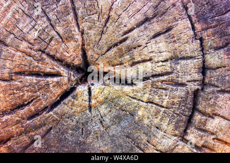 Old tree stump texture background. Close-up of cross section of a tree stump with patterns of arcs, circles and cracks. Rotten wood of old stump. Stock Photo