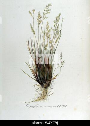 Corynephorus canescens — Flora Batava — Volume v13. Stock Photo