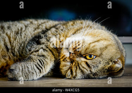 Beautiful brown stripped scottish fold cat against a blurred background Stock Photo