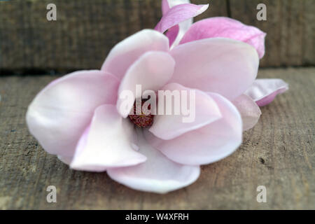 Blooming magnolia flowers on grunge table in garden Stock Photo