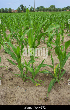 Young maize plants coming out of the soil on a field in Flanders Stock Photo
