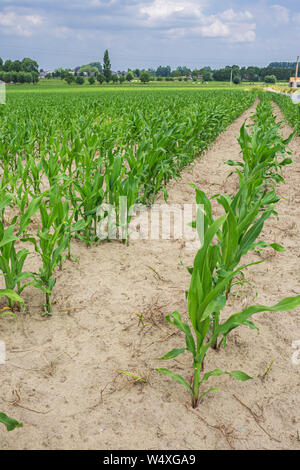 Rows of young maize plants coming out of the soil on a field in Flanders Stock Photo