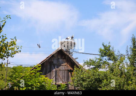 Family of storks living on a nest they made on top of an electricity pole in a rural area of Romania. Wild animals living between humans. Stock Photo