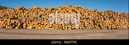 Log Pile at a Lumber Mill in Radium, British Columbia, Canada Stock Photo
