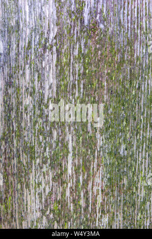 mossy wood texture with the paint peeling off Stock Photo
