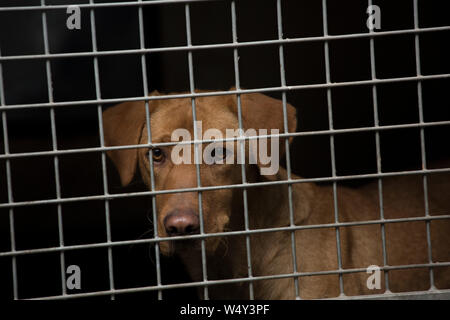 Working Fox Red Labrador Gundog Waiting in the Back of a Pickup on Driven Shoot Day Stock Photo