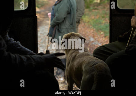 Working Labrador Gundog Looking Out The Back of The Beater's Trailer Whilst Waiting for the Beater's to Load up Between Drives on a Pheasant Shoot Stock Photo