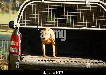 Fox Red Picking Up Labrador in the Back of a Pickup Stock Photo