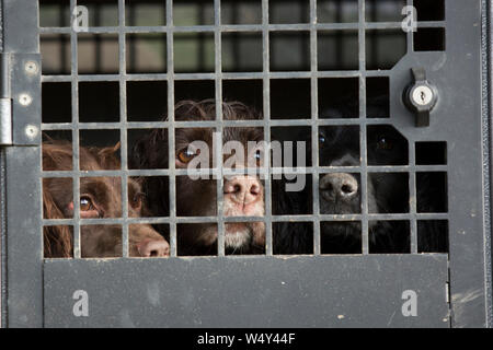 Three Working Cocker Spaniel Gundogs Waiting in The back of a Dog Transport Box During a Shoot Day Stock Photo