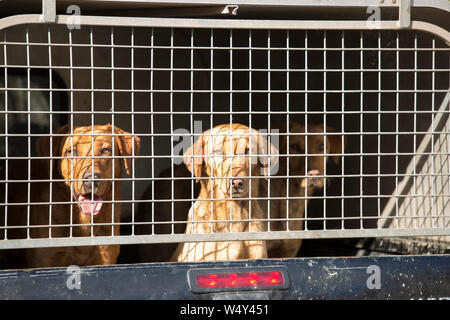 Working Fox Red Labradors Waiting in The Back of a Pickup Stock Photo