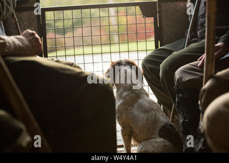 Spaniel Looking Out The Back of The Beater's Trailer Whilst Travelling Between Drives on a Pheasant Shoot, Sun Lit Stock Photo