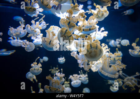 Beautiful jellyfish, medusa in the neon light with the fishes. Aquarium with blue jellyfish and lots of fish. Making an aquarium with corrals and ocea Stock Photo