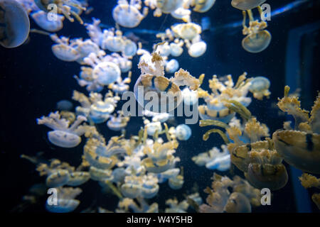 Beautiful jellyfish, medusa in the neon light with the fishes. Aquarium with blue jellyfish and lots of fish. Making an aquarium with corrals and ocea Stock Photo