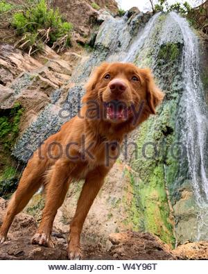 Red Haired Breed Dog Golden Retriever Sits In The Forest Looks