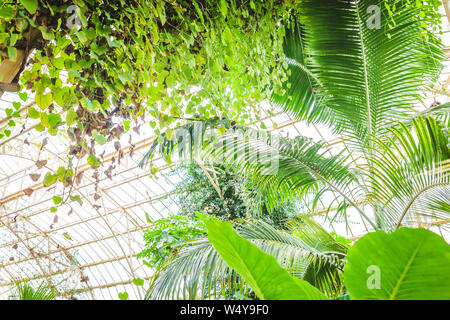 View of Modern Greenhouse Interior With Lush Green Plants Stock Photo - Alamy