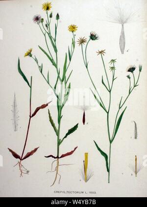 Crepis tectorum illustration (02). Stock Photo