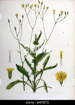 Crepis pulchra. Stock Photo